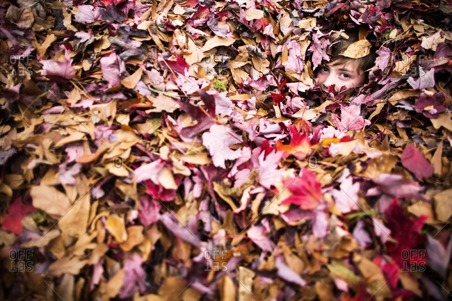 Boy hiding in fall leaf pile