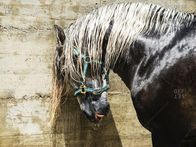 A wet horse rubs its head on a concrete wall