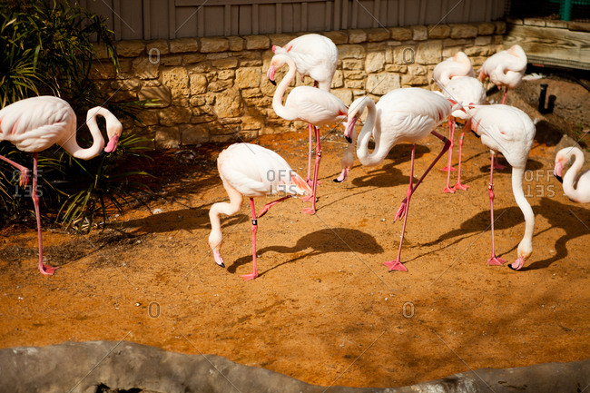 Flamingo flock in a zoo