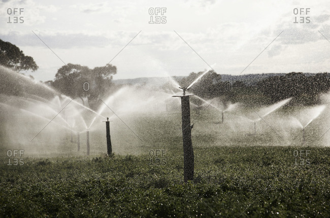 Irrigation sprinklers on a farm outside adelaide