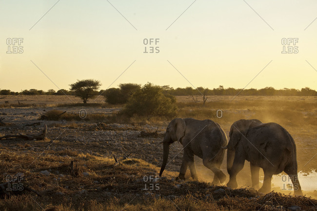 Two African elephants at sunset