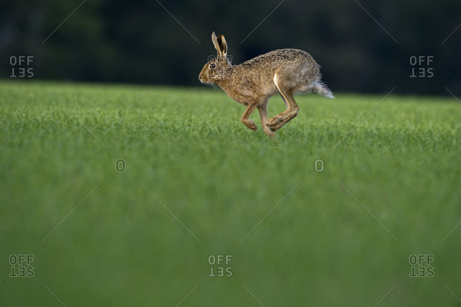Brown hare in Norfolk in spring