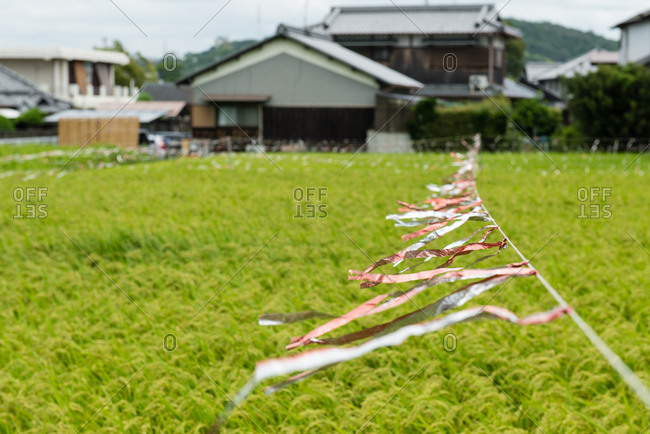 Field behind country house in Japan
