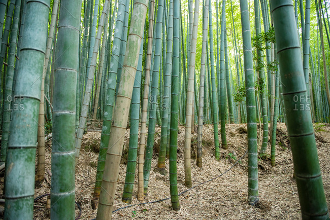 Bamboo in preserve in Kyoto