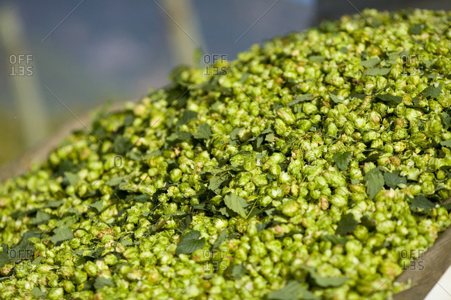 Hops gathered on the windshield of a truck