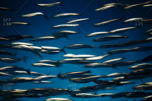 Underwater view of school of sardines swimming, Monterey Bay Aquarium