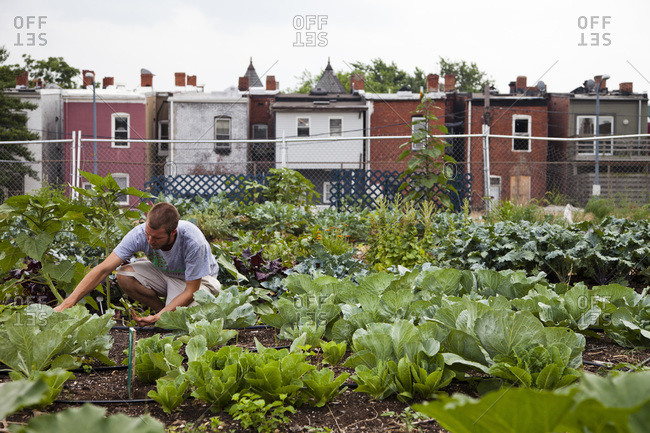 An urban farm in Washington DC, where farmers grow food for the community