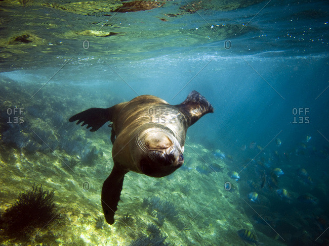 A playful seal spins in the Sea of Cortes near La Paz, Baja California Sur, Mexico