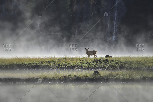 Mule Deer in morning mist, Sparks Lake at sunrise near city of Bend, Central Oregon