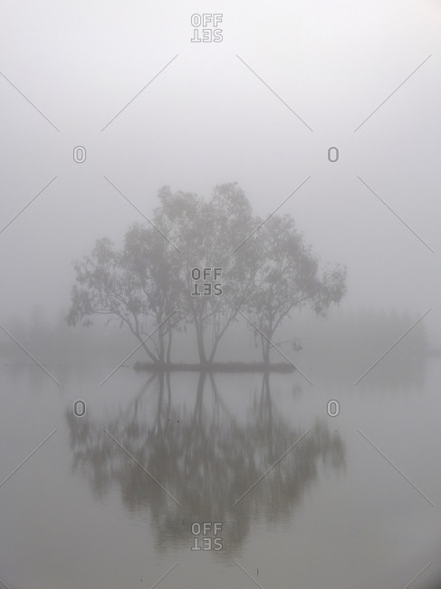 Eucalyptus trees in the fog reflected in flooded rice field pond, Sacramento Valley, California