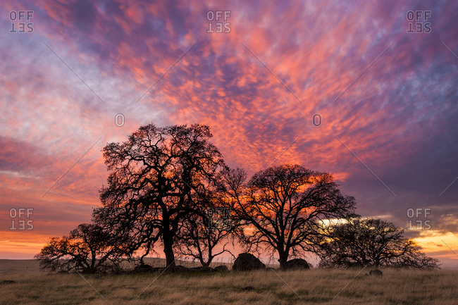 Valley Oak and colorful sunset, Spenceville Wildlife Area, Nevada County