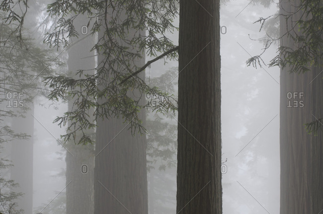 Morning fog rolls into a grove of redwoods in Redwood National Park, California.