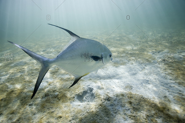 Perfit fish swims above sand underwater