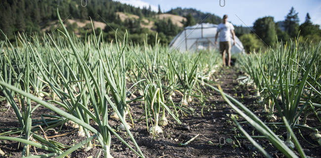 Harvesting onions at an organic urban farm.