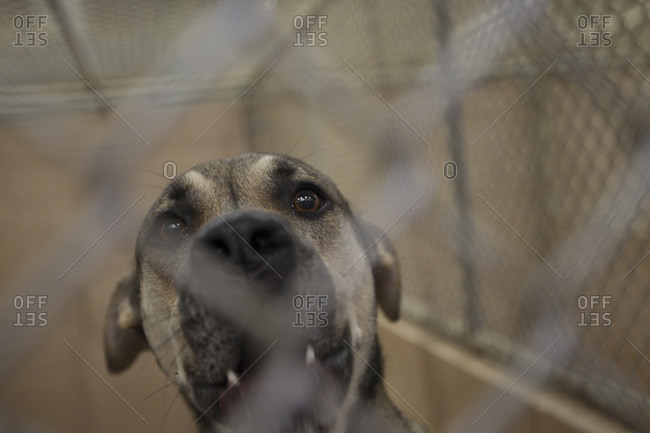 Dog in a cage at an animal shelter, Atlanta, Georgia