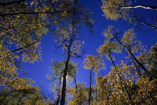 Looking up at trees in the Rio Grande National Forest
