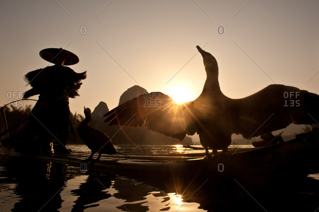 A Chinese cormorant fishermen on a bamboo raft with a cormorant bird spreading it\'s wings, Guilin, Guangxi, China