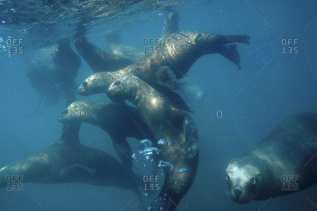 Sea lions swimming in water at Puenta Tomo, Puerto Madryn, Argentina