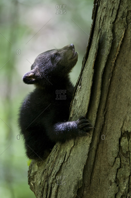 Black bear cub climbing on a tree in Halls Hallow, Ozark Highlands Trail, Arkansas, USA
