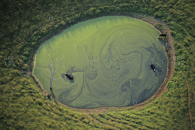 Cattle in a sinkhole pond near Bowling Green, Kentucky, USA