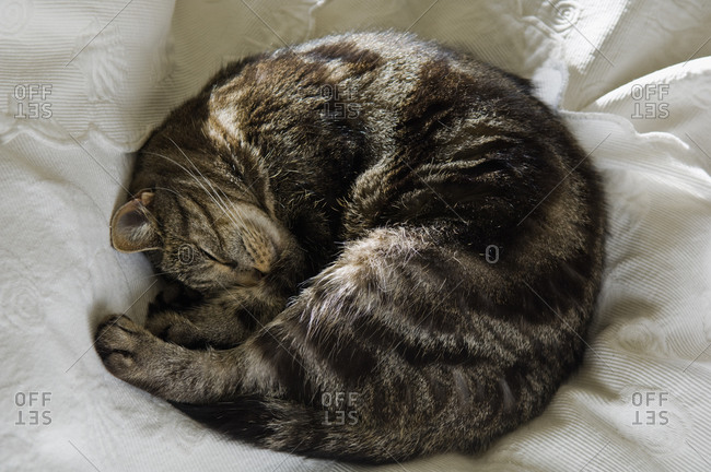 Top view of cat curled up on a bed