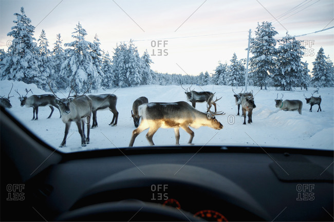 Reindeer blocking the winter road in Sweden