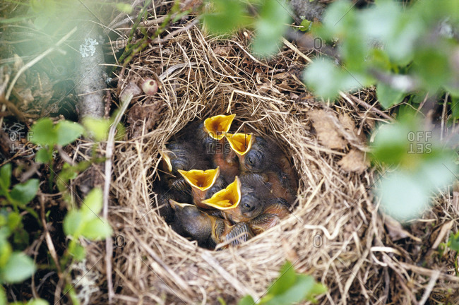 Nest of Bluethroat birds
