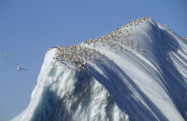 Flock of birds over iceberg