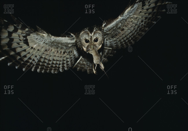 Owl flying with rat in beak