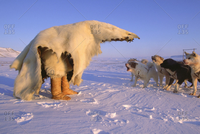 Inuit hunter training dogs to fear polar bears