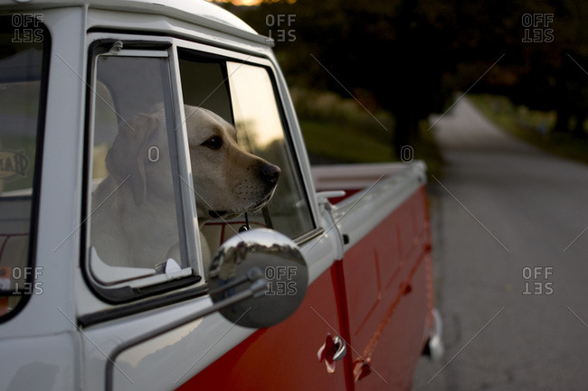 Yellow Labrador sitting in driver\'s seat of old truck