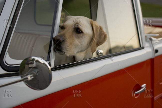 Yellow Labrador sitting in driver\'s seat of vintage truck