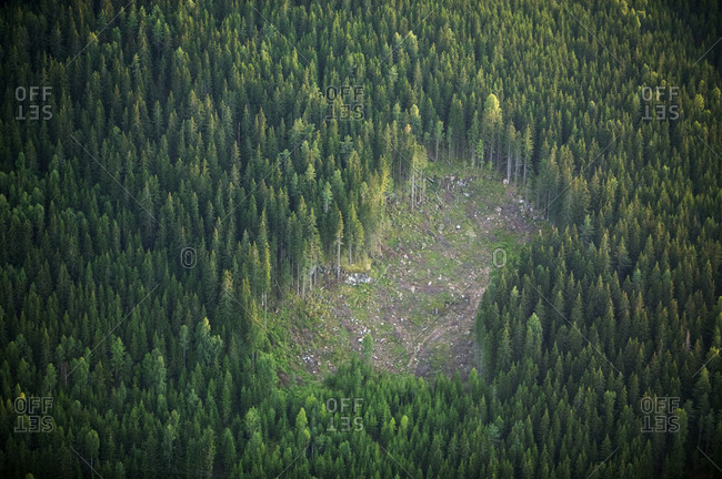 Clear cut area in pine forest in Sunne Varmland