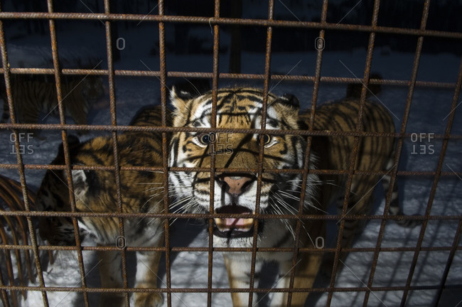 A tiger in a cage in Ostergotland, Sweden
