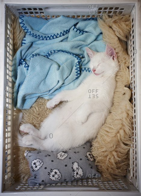 White kitten sleeping in a crate