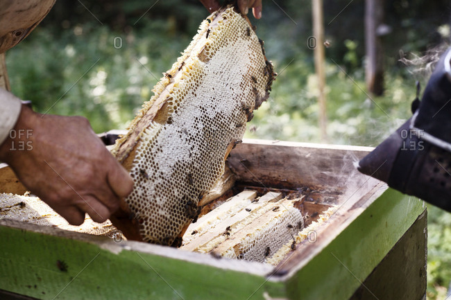 A man lists a honey comb from an apiary