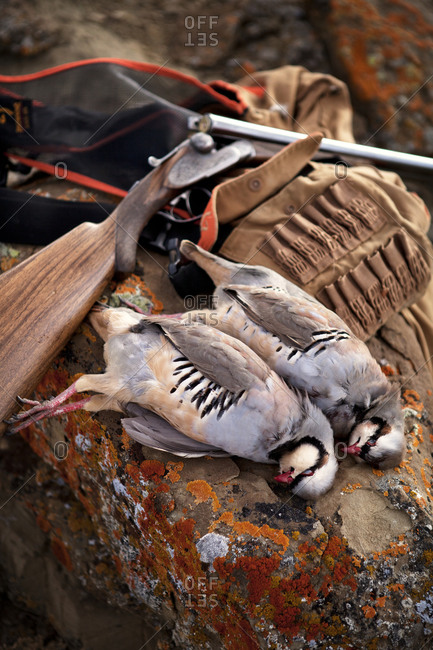 Chukar partridges and hunting gear