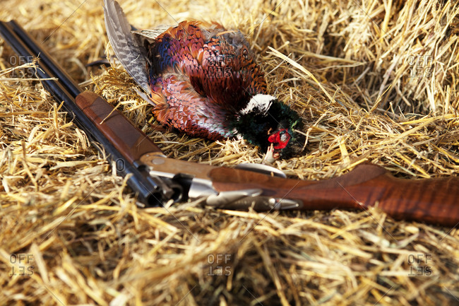 Hunting rifle with a dead pheasant