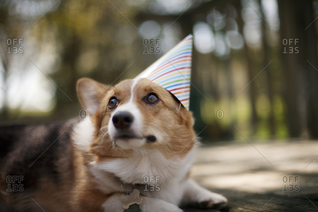 A corgi wears a birthday hat
