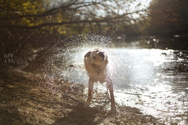 A dog shakes water off