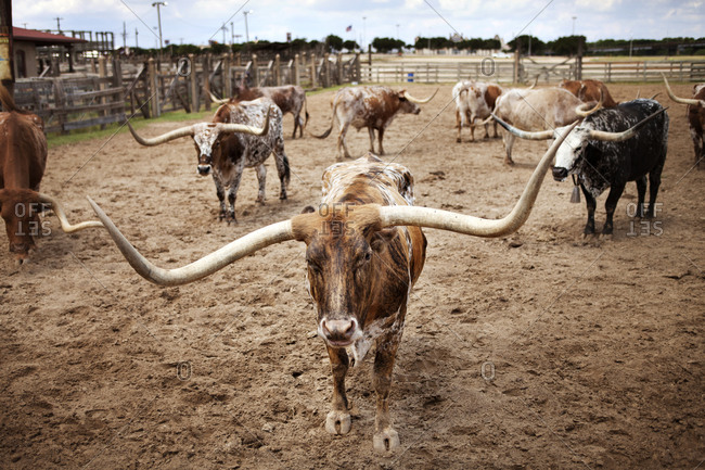 Longhorn bulls in a pen