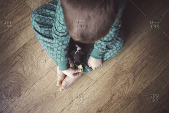 A little boy feeds a guinea pig