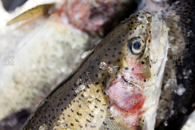 Close up of rainbow trout at fish market