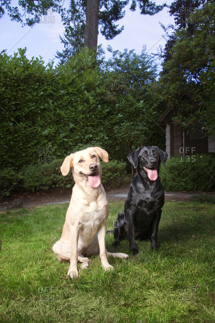 A yellow and a black lab in a yard