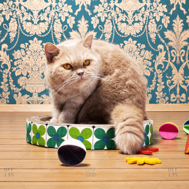 An exotic shorthair cat on a scratching pad