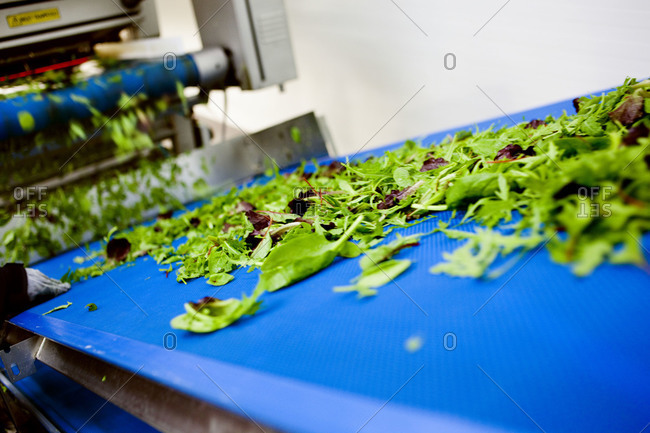 Leafy vegetable on conveyor belt