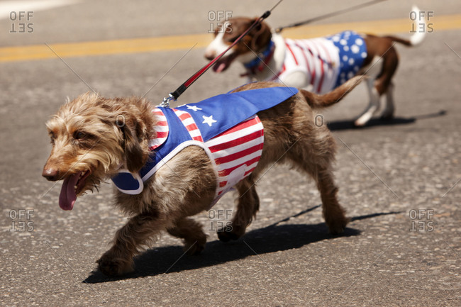 Small dogs wearing American themed jackets