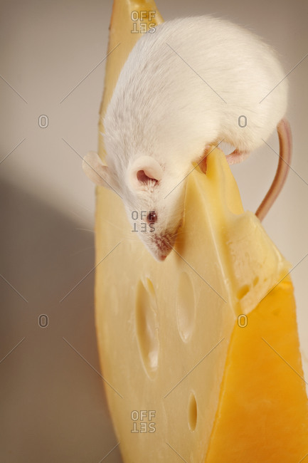 White mouse on slice of cheese