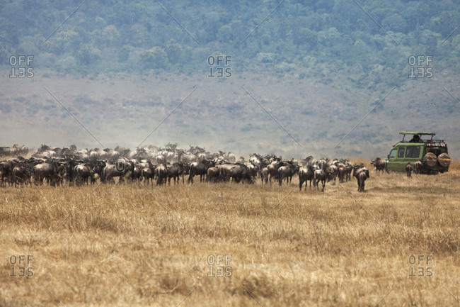 A safari vehicle drives through a herd of wildebeests