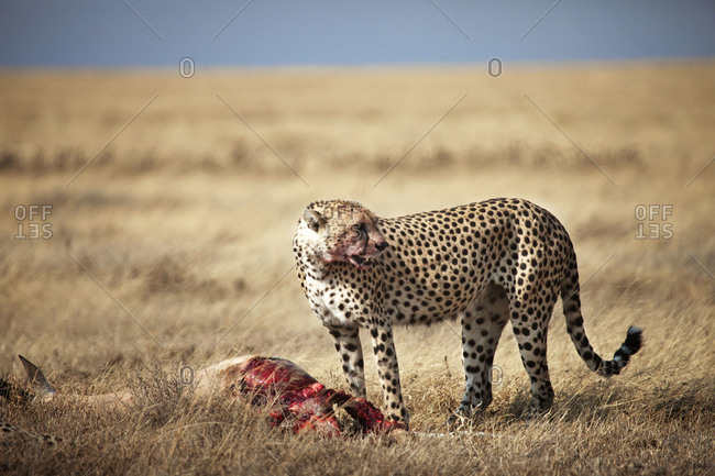 A cheetah eating a gazelle